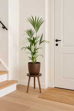 Load image into Gallery viewer, Kentia palm inclusief elho Greenville Round bruin - 160cm - Ø24
