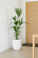 Load image into Gallery viewer, Kentia palm inclusief elho Greenville Round wit - 160cm - Ø30
