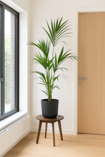 Load image into Gallery viewer, Kentia palm inclusief elho Greenville Round zwart - 160cm - Ø30
