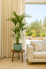Load image into Gallery viewer, Kentia palm inclusief elho Ocean Round pacifisch groen Ø22 - 130 cm
