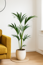 Kentia Palm - 130 cm - Ø21cm