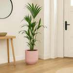 Load image into Gallery viewer, Kentia palm inclusief elho Vibes Fold Round roze - 160cm - Ø30
