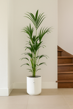 Load image into Gallery viewer, Kentia palm inclusief elho Vibes Fold Round wit - 160cm - Ø30
