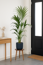 Load image into Gallery viewer, Kentia palm inclusief elho Vibes Fold Round blauw - 160cm - Ø30

