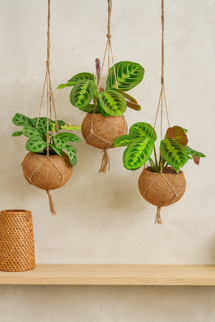 Kokodama Maranta Mix - 3 stuks - Ø15cm - ↕20cm
