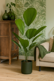 Licuala Grandis - 100 cm - ø24