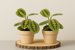Load image into Gallery viewer, Maranta Fascinator  - 2 stuks - Ø12cm - ↕20cm
