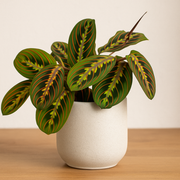 Maranta Fascinator - Ø12cm - ↕20cm