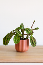 Load image into Gallery viewer, Maranta Leuconeura Fascinator - Ø12cm - ↕30cm

