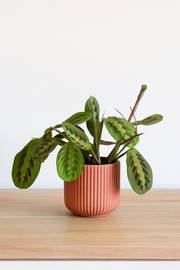 Maranta Leuconeura Fascinator - Ø12cm - ↕30cm