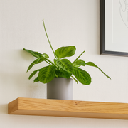 Maranta Leuconeura Fascinator Lemon Lime - Ø12cm - ↕30cm