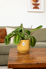 Load image into Gallery viewer, Maranta Leuconeura ‘Fascinator’ Tricolor incl. ELHO Vibes Fold 14cm geel
