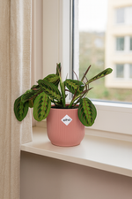 Load image into Gallery viewer, Maranta Leuconeura ‘Fascinator’ Tricolor incl. ELHO Vibes Fold 14cm roze
