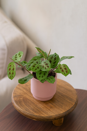 Maranta Leuconeura Fascinator Variegata - Ø12cm - ↕30cm