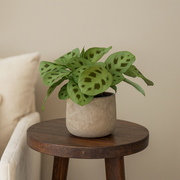 Maranta Leuconeura Kerchoveana - Ø12cm - ↕30cm