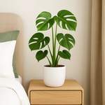 Load image into Gallery viewer, Monstera Deliciosa - Ø14cm - ↕45cm
