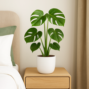 Monstera Deliciosa - Ø14cm - ↕45cm