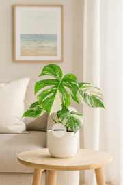 Monstera Deliciosa Variegata - Ø15cm - ↕45cm