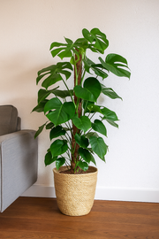 Monstera Pertusum - 130 cm - ø24