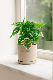 Monstera obliqua 'Monkey Leaf' - 25 cm - ø12