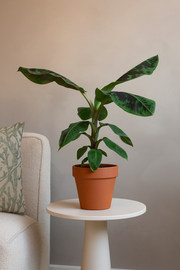 Bananenplant (Musa) - 80 cm - Ø21cm