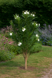 Nerium Oleander struik met witte bloem - 160 cm - Ø32cm