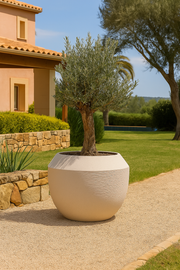 Olea Europaea Bonsai - 250cm- Ø65