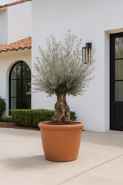 Olea Europaea Bonsai - 270cm- Ø80