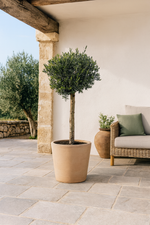 Load image into Gallery viewer, Olea Europaea Lorc - 180cm- Ø50
