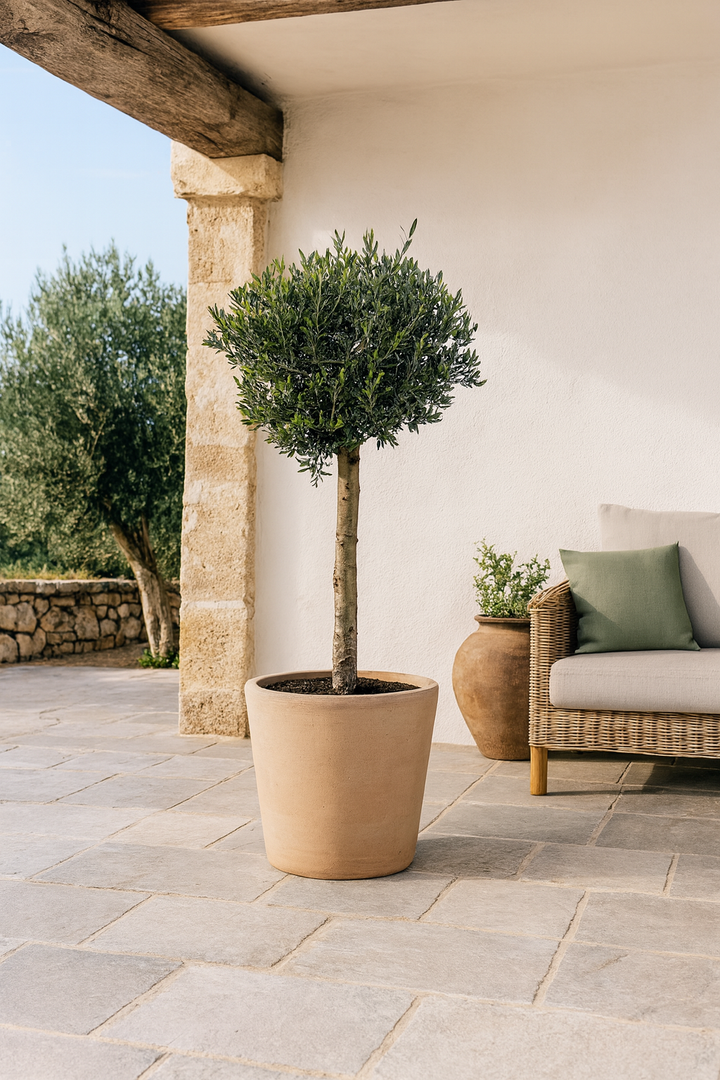 Olea Europaea Lorc - 180cm- Ø50