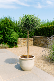 Olea Europaea – Olijfboom – Ø22 cm – ↕100 cm