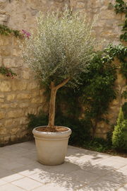 Olea Lorc - 200 cm - Ø45cm