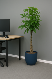 Pachira Aquatica inclusief elho Vibes Fold Round blauw - 160cm - Ø30