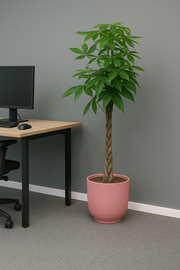 Pachira Aquatica inclusief elho Vibes Fold Round roze - 160cm - Ø30