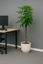 Load image into Gallery viewer, Pachira Aquatica inclusief elho Vibes Fold Round wit - 160cm - Ø30

