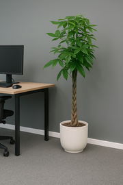 Pachira Aquatica inclusief elho Vibes Fold Round wit - 160cm - Ø30