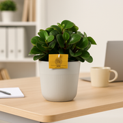 Peperomia Burning Bush - Ø15cm - ↕25cm