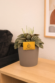 Peperomia Napoli Nights - Ø10,5cm - ↕15cm