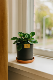 Peperomia Red Canyon - Ø15cm - ↕25cm