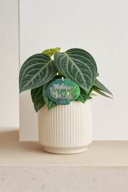 Peperomia Sarcophylla - Ø15cm - ↕25cm