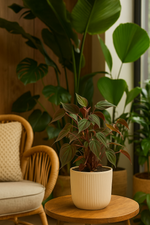Load image into Gallery viewer, Philodendron scandens &#39;Micans&#39; - 25 cm - ø12

