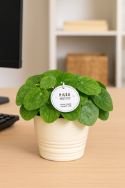 Pilea Mojito - Ø13cm - ↕20cm