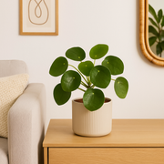 Pilea Peperomiodes - Pannekoekenplant - Ø12cm - ↕20cm