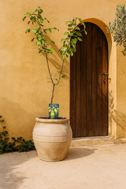 Pyrus Communis Doyenne Du Comice - Peer - Ø19cm - ↕60cm