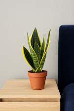 Load image into Gallery viewer, STUDENT DEAL: Frisse Focus Pack – 3 luchtzuiverende planten voor op kot
