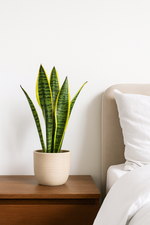 Load image into Gallery viewer, Sansevieria &#39;Laurentii&#39; + Zamioculcas – kamerplanten DUODEAL
