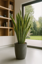 Load image into Gallery viewer, Sansevieria Laurentii - 100 cm - ø35
