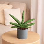 Load image into Gallery viewer, Sansevieria Skyline - 25 cm - ø10,5
