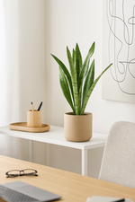 Load image into Gallery viewer, Sansevieria Spearmint - 45 cm - ø12
