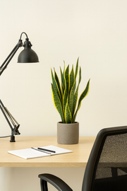 Sansevieria Trifasciata Laurentii - Ø14cm - ↕50cm